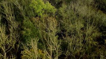 Aerial View of Alpine Jungle with Deciduous Trees at Sunset in England video