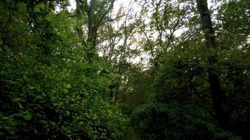 Aerial Perspective of Woodlands and Deciduous Forest in Rural England video