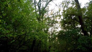Aerial Drone Shot of Temperate Deciduous Forest and Woodlands in the UK video