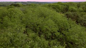Aerial View of Rural England Woodlands and Deciduous Forest video