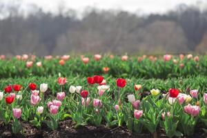 A field of tulips with many different colors photo