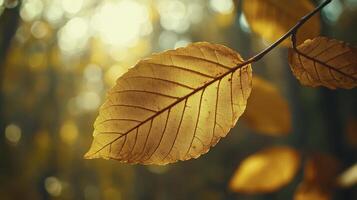 Translucent Golden Autumn Leaf Backlit by Sunlight photo