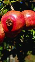 texture Pomegranate fruit on the tree isolated video