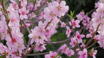 Peach tree blossoms in full bloom, delicate pink flowers on branches and bee collecting nectar. Springtime dreamy and romantic scene. video