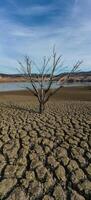 Dry tree with all the ground cracked, catalunya photo