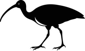 Glossy Ibis Silhouette with Curved Beak Walking vector