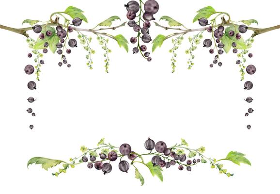 Currant gooseberry green leaves, long flower clusters, garden berry hanging on branches. Isolated corner frame hand drawn in watercolor. Craft cosmetics, dessert menu stationery, jam jar food labels