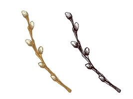Hand drawn black and colored vintage sketch set of an Easter willow branch with buds vector