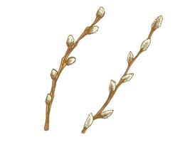 Vintage easter botanical hand drawn colored willow branches sketch set vector