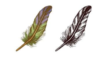 Vintage sketch of colored and black detailed bird feather with texture vector