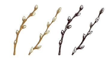 Hand-drawn black and colored vintage sketch set of an Easter willow branch with buds vector