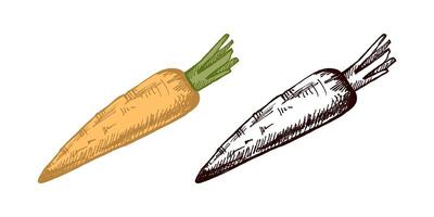 Hand drawn colored and black vintage sketch of a rustic carrot with texture vector