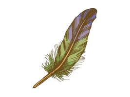Vintage sketch of a detailed bird feather with texture vector