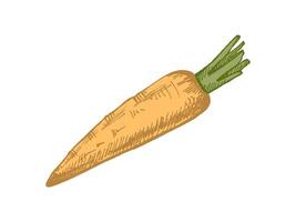 Hand drawn vintage sketch of a colored carrot with texture vector