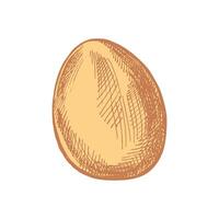 Hand drawn colored vintage sketch of an Easter egg with texture vector