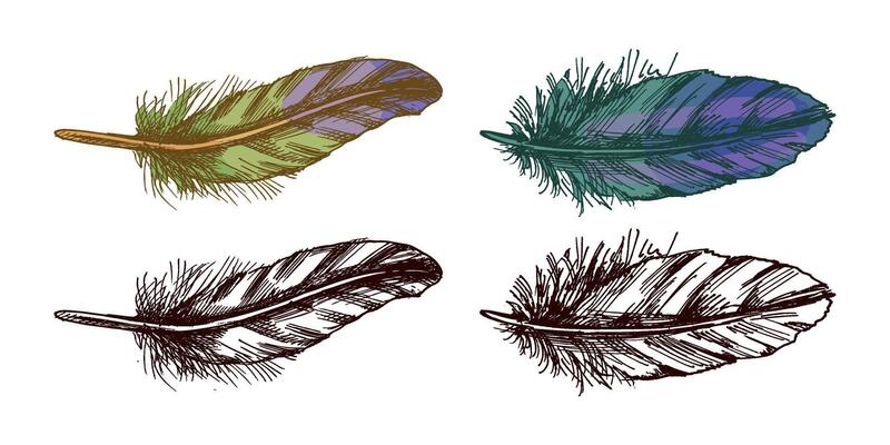 Vintage bird feathers hand drawn sketch illustration set in colored and black