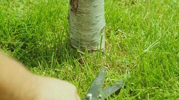 Human hand using 2scissors to cutting grass cuts grass mows the lawn near the tree video