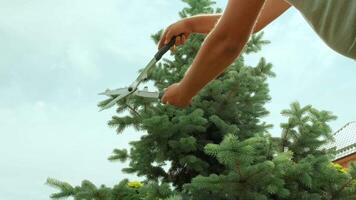 A gardener clipping the pine tree with shears standing on a stepladder in the summer garden 2 video