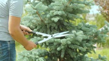 A gardener clipping the pine tree with shears standing on a stepladder in the summer garden 5 video