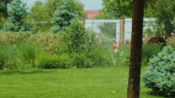 Close-up of watering the garden, grass and flowers in the Park, water drops in the sunlight. Automatic watering system for the grass and flowers. Drops of water are splashed in the sunlight. 7 video