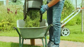 Landscaper worker man stop mower engine and unload grass from lawn cutter machine bag into wheelbarrow. Garden meadow lawn cutting. video