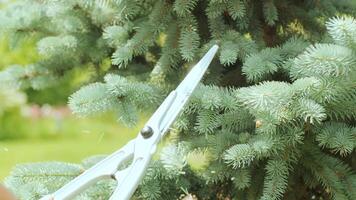 A gardener clipping the pine tree with shears standing on a stepladder in the summer garden 11 video
