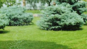 Close-up of watering the garden, grass and flowers in the Park, water drops in the sunlight. Automatic watering system for the grass and flowers. Drops of water are splashed in the sunlight. 6 video
