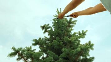 A gardener clipping the pine tree with shears standing on a stepladder in the summer garden 4 video