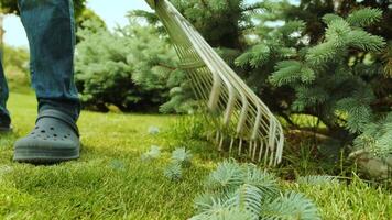 Raking process. Gardener raking branches of spruce after shearing a blue conifer tree and pine. 2 video