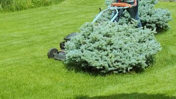 Lawn mower cutting the grass. Gardening activity. Cutting grass with petrol driven lawn mower in sunny garden. Gardener working with mower machine in the garden. Lawn mower cutting green grass 15 video