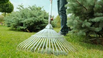 Raking process. Gardener raking branches of spruce after shearing a blue conifer tree and pine. 5 video