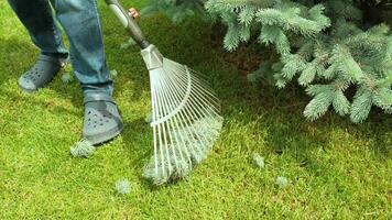 Raking process. Gardener raking branches of spruce after shearing a blue conifer tree and pine. 3 video