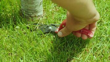Human hand using 2scissors to cutting grass cuts grass mows the lawn near the tree 2 video