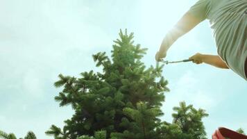 A gardener clipping the pine tree with shears standing on a stepladder in the summer garden 3 video
