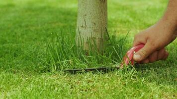 Human hand using scissors to cutting grass cuts grass mows the lawn near the tree video