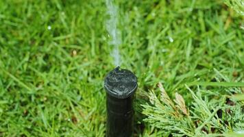 Close-up of watering the garden, grass and flowers in the Park, water drops in the sunlight. Automatic watering system for the grass and flowers. Drops of water are splashed in the sunlight. 5 video