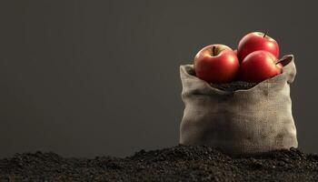 Apple fruit in sack bag linen container in soil gardening area dark background photo