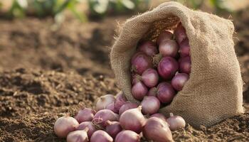 Fresh organic purple onion vegetable on sack bag container in soil photo