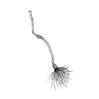 flying witch's broom. Hand painted linear wizard halloween illustration. Graphic monochrome sketch isolated on background. For designers, prints, logo, icon, menu, vector