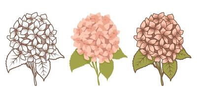 Illustration of a hydrangea. Outline, monochrome, and vintage. Soft pastel tones and intricate details make it perfect for botanical art, floral decor, invitations, and creative projects. vector