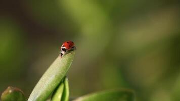 Small red ladybug resting on green leaf covered in dew drops in a vibrant morning garden setting video