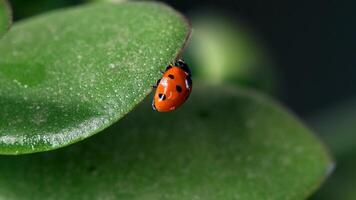 Small red ladybug explores green grass with dew drops in the morning light video