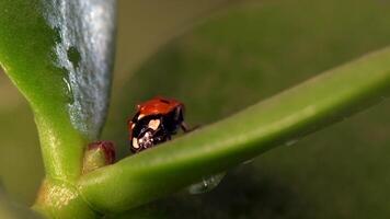 Small red ladybug exploring green grass and flowers with refreshing morning dew video