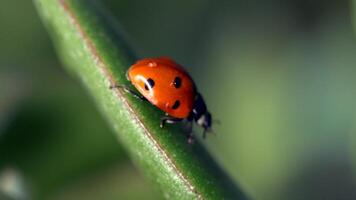 Small red ladybug exploring dew-covered green grass and flowers in the morning light video