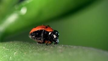 Small red ladybug exploring fresh green grass adorned with morning dew drops video