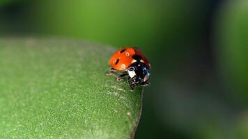 Small red ladybug resting on green leaves surrounded by dew drops in morning light video