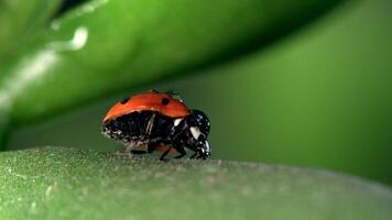Small red ladybug exploring dew-covered green grass in the morning light video