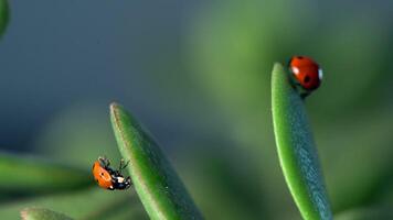 Small red ladybug exploring lush green grass with morning dew drops glistening in the sunlight video