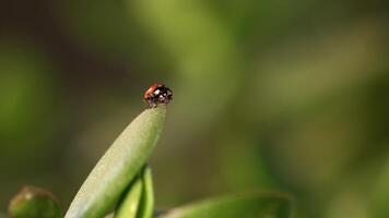 Ladybug resting in dew-covered grass on a fresh morning video