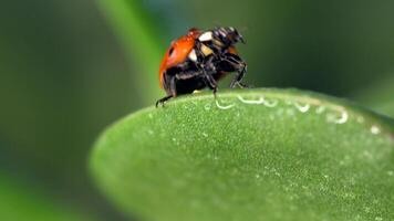 Small red ladybug exploring dew-covered grass and flowers in the morning light video